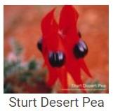 Australské essence - Sturt Desert Pea