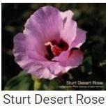 Australské essence - Sturt Desert Rose