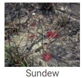 Australské essence - Sundew