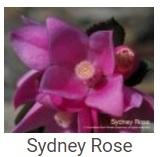 Australské essence - Sydney Rose