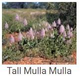 Australské essence - Tall Mulla Mulla