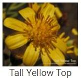 Australské essence - Tall Yellow Top