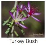 Australské essence - Turkey Bush