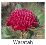 Australské essence - Waratah