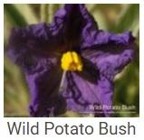 Australské essence - Wild Potato Bush