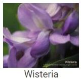 Australské essence - Wisteria