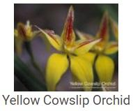 Australské essence - Yellow Cowslip Orchid