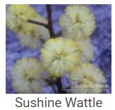 Australské essence - sunshine Wattle