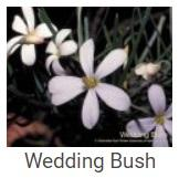 Australské essence - wedding Bush